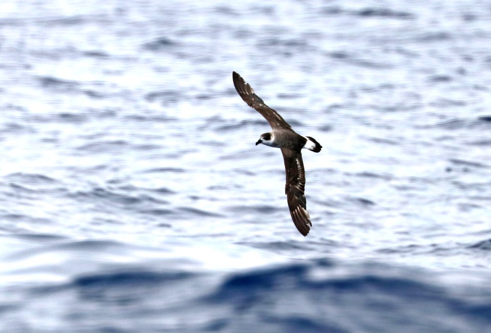 118 - BLACK-CAPPED PETREL (5-31-2017) off hatteras, dare co, nc (7)
