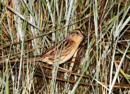 887 - LECONTE'S SPARROW (6-9-2018) grand forks co, nd -01