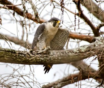 Peregrine Falcon photo