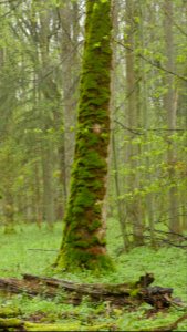 Puszcza Białowieska 20