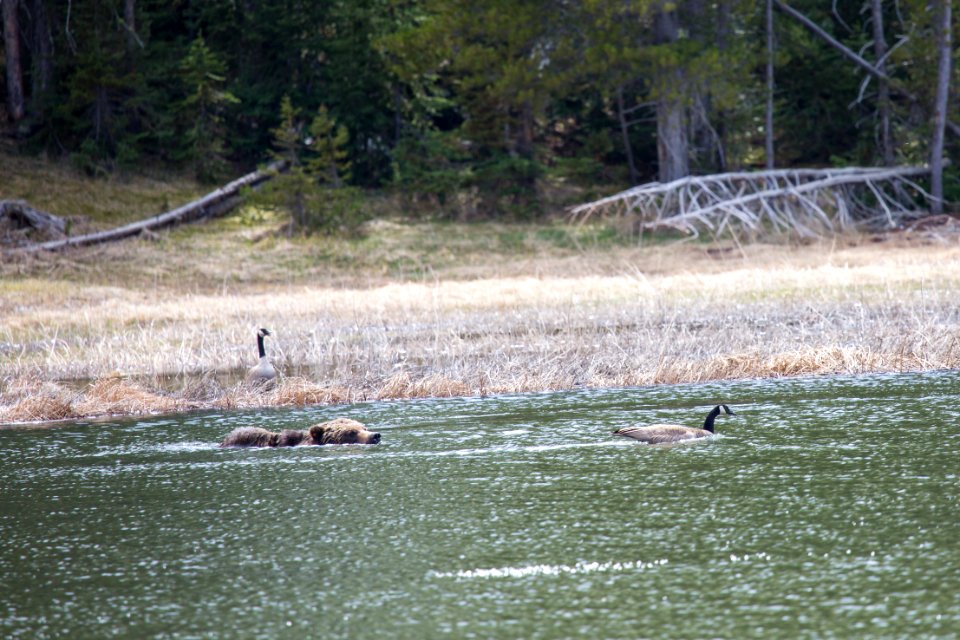 A grizzly bear persues a Canada goose