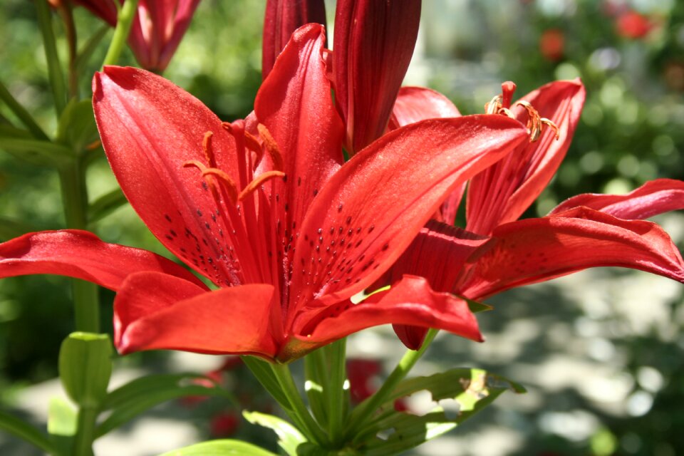 Red summer flowers macro