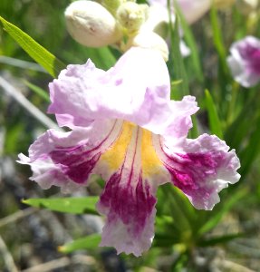 2017 - 4 - 21-23 - BIG BEND with Eric -25e Dog Canyon hike from remote campsite, desert willow