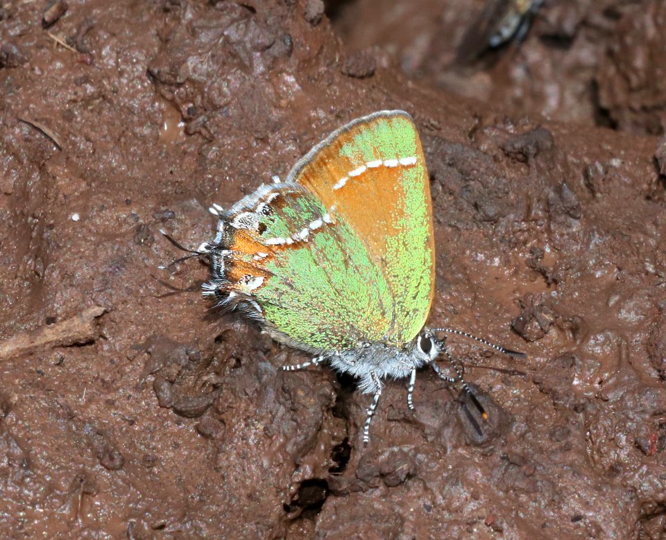 HAIRSTREAK, SIVA JUNIPER (Callophrys gryneus siva) (6-18-2020) 7900 ft, hall's tank #3, greene's mt area, apache co, az -1