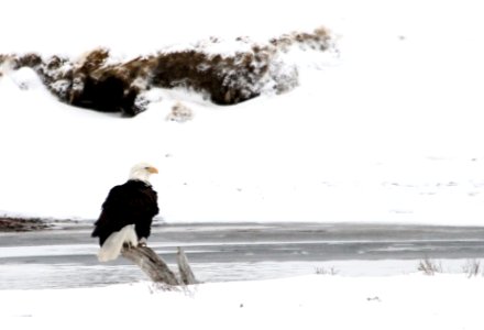 Bald Eagle