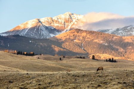 Elk grazing at sunrise near the North Entrance