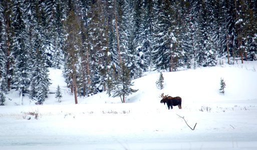 Bull moose along Soda Butte Creek photo