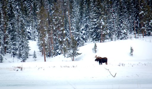 Bull moose along Soda Butte Creek
