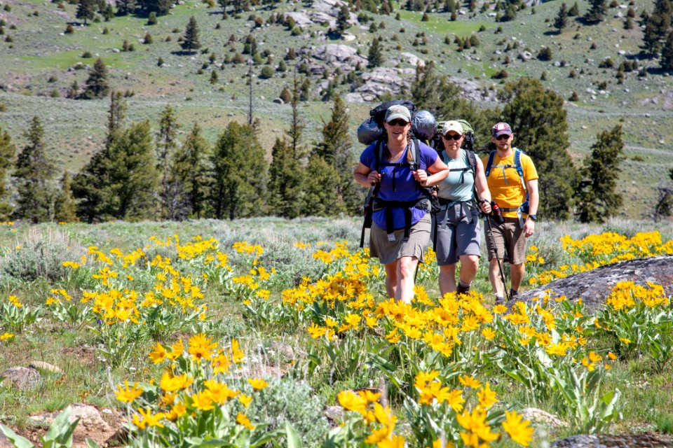 Backpackers hike through a group of arrowleaf balsamroot