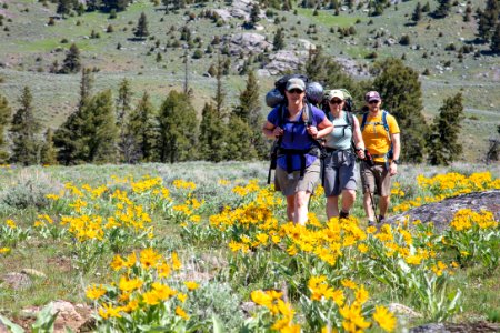 Backpackers hike through a group of arrowleaf balsamroot
