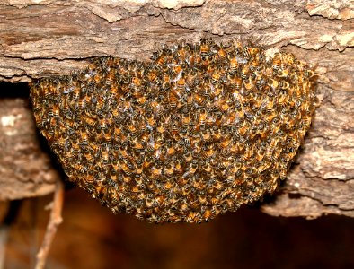 HONEYBEE (Apis mellifera) swarming (12-17-2016) patagonia lake, santa cruz co, az -01