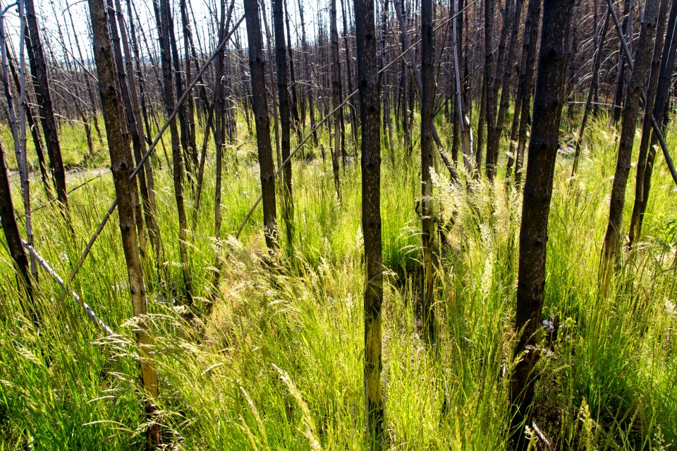 Pinegrass (Calamagrostis rubescens) growing in the 2016 Maple Fire scar