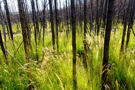 Pinegrass (Calamagrostis rubescens) growing in the 2016 Maple Fire scar