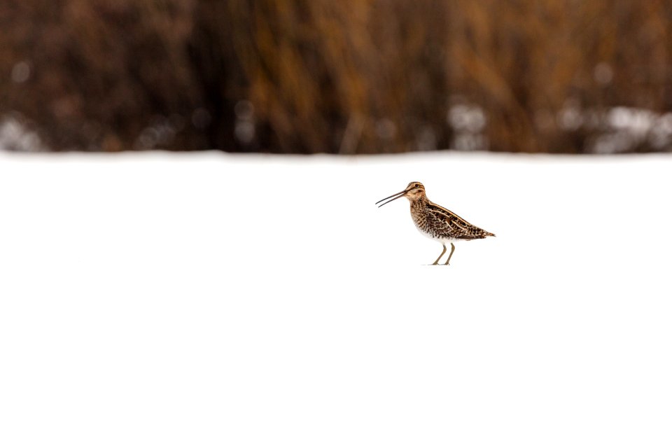 Wilson's snipe (Gallinago delicata) near Pebble Creek