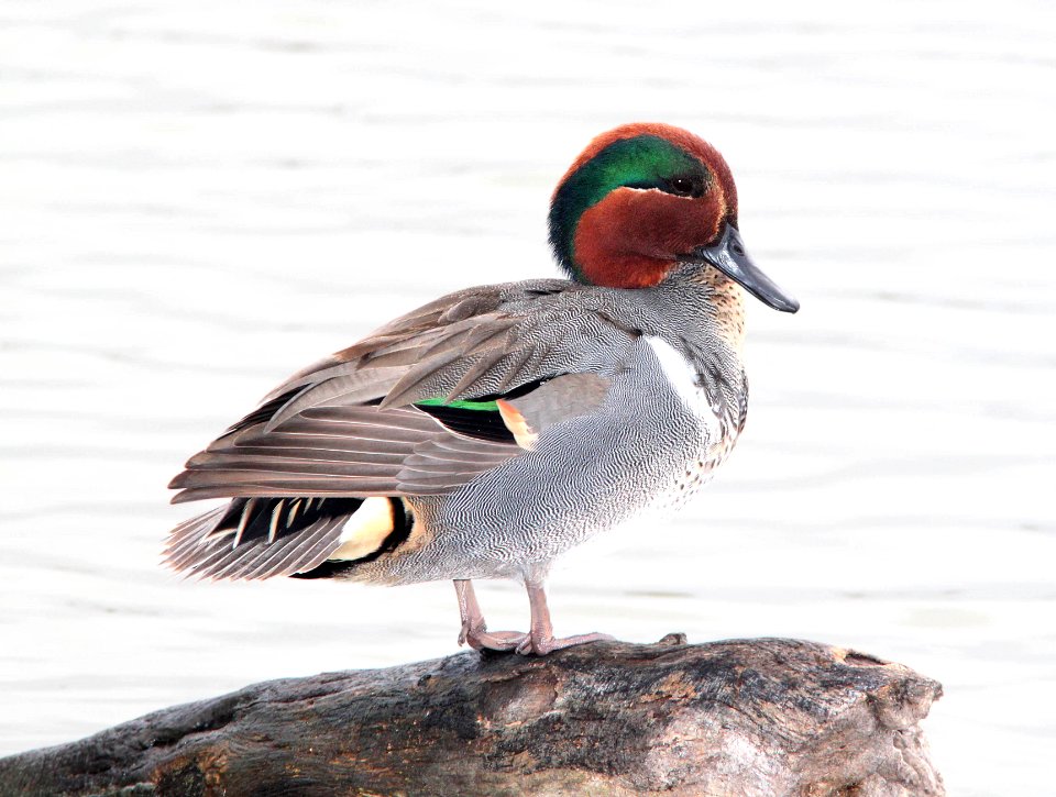 039 - GREEN-WINGED TEAL (2-27-12) estero llano grande, weslaco, tx  (1)
