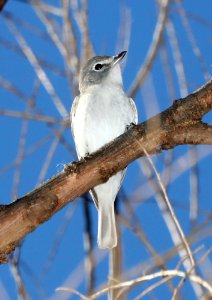 624 - PLUMBEOUS VIREO (2-11-2017) patagonia lake, santa cruz co, az -01