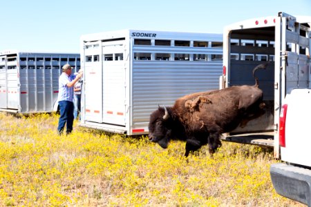 First Yellowstone bison out of the trailer at Ft. Peck Indian Reservation