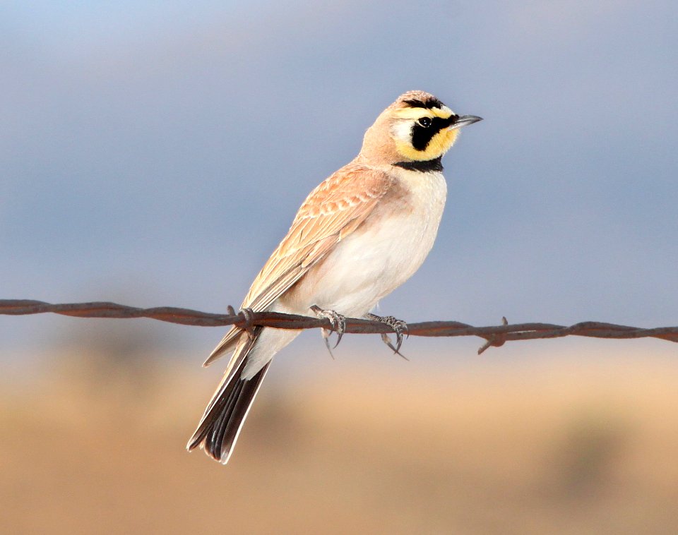 LARK, HORNED (3-8-11) san rafael grasslands, scc, az -06