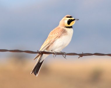LARK, HORNED (3-8-11) san rafael grasslands, scc, az -06