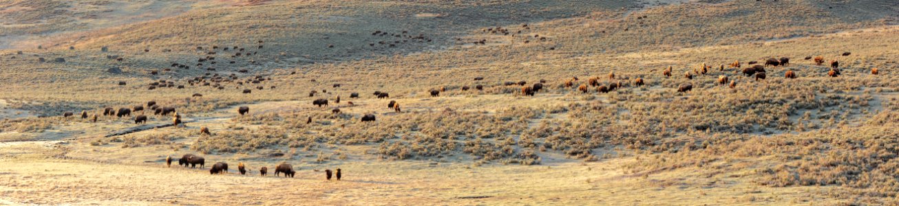 A group of bison in Lamar Valley