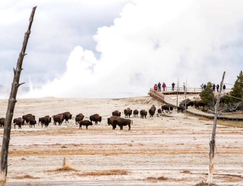 Bison and visitors at Fountain Paint Pots