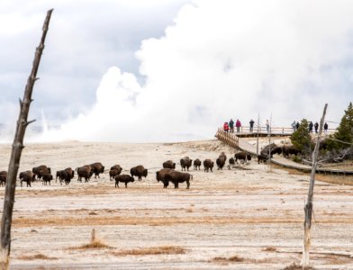 Bison and visitors at Fountain Paint Pots