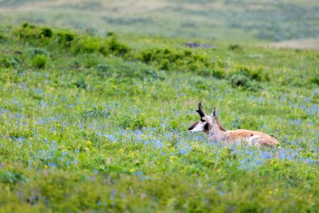 Pronghorn, Lamar Valley photo