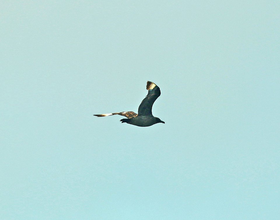 394 - GREAT SKUA (9-15-2918) MAS pelagic trip, out of bar harbor, me -10