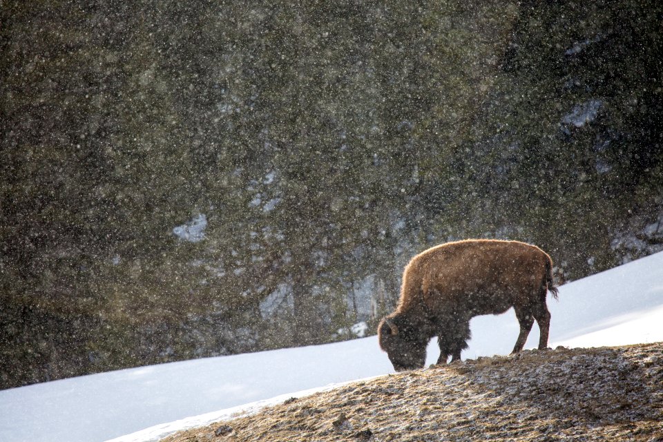 Bison & falling snow, Blacktail Deer Plateau