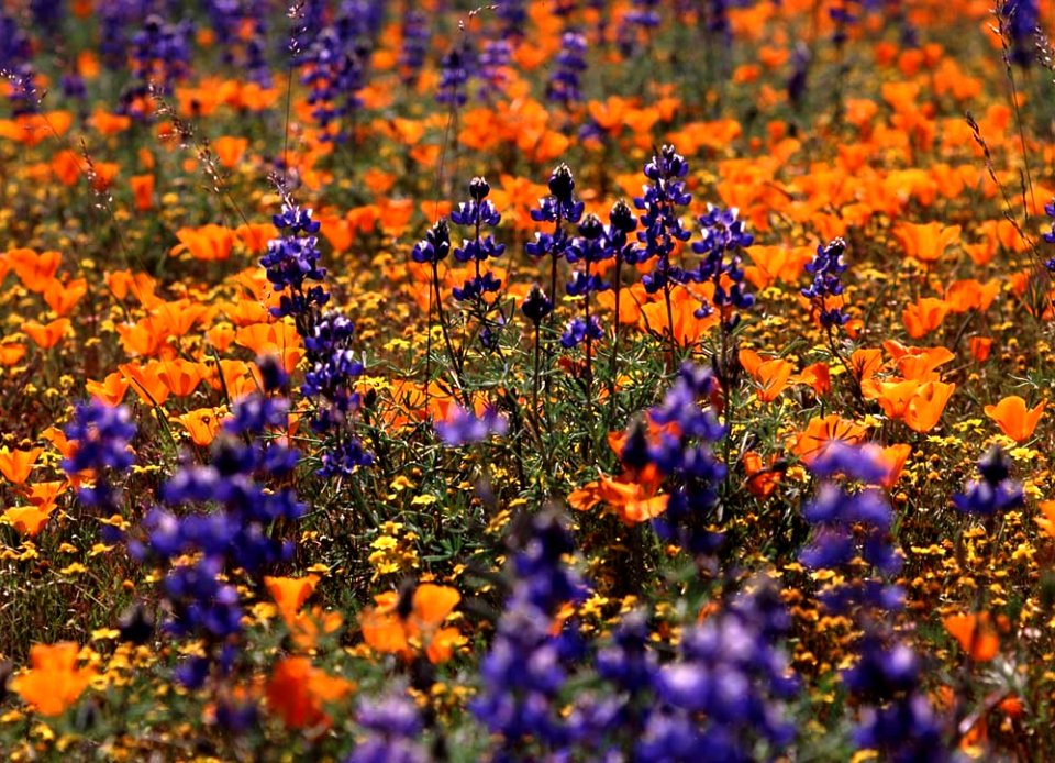 CARRIZO - Wildflowers of 05-6