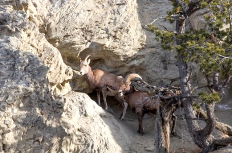 Bighorn sheep on Mt. Everts