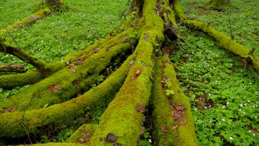 Puszcza Białowieska 12