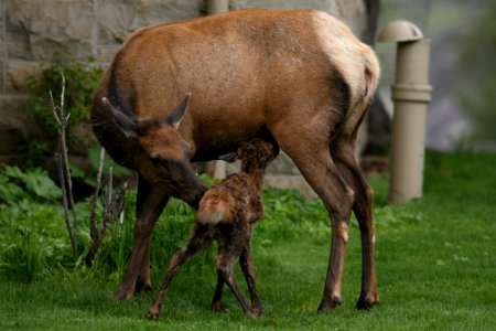 Cow and calf elk