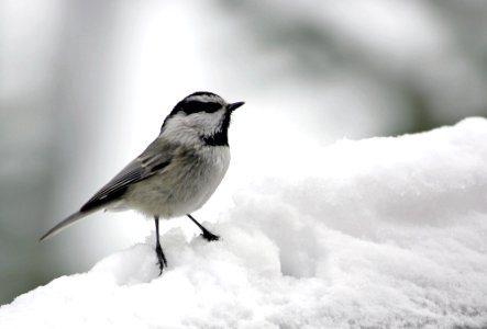 Mountain chickadee photo