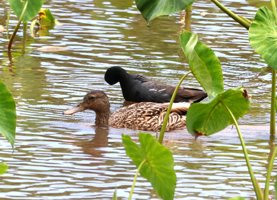 HAWAIIAN DUCK (4-28-2018) hanalei nat wildlife refuge, kauai co, hawaii -08