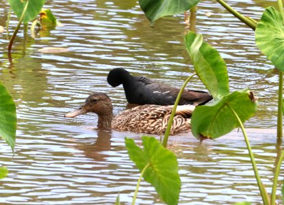 HAWAIIAN DUCK (4-28-2018) hanalei nat wildlife refuge, kauai co, hawaii -08