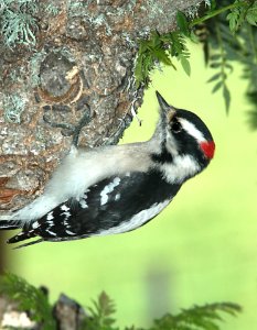 535 - DOWNY WOODPECKER (12-17-09) canet rd, slo co, ca (1a)