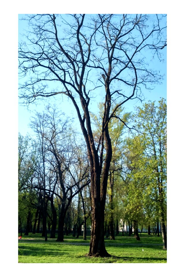 Landscape greens tree