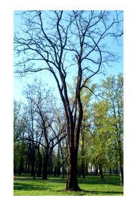 Landscape greens tree