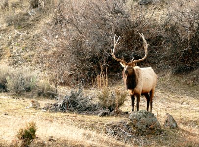 Bull elk photo