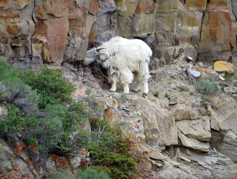 Mountain goat