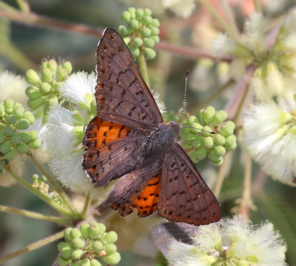 METALMARK, ARES (Emesis ares) (6-27-2020) copper canyon, huachuca mts, cochise co, az -01