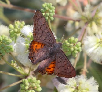 METALMARK, ARES (Emesis ares) (6-27-2020) copper canyon, huachuca mts, cochise co, az -01