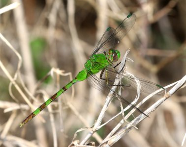 PONDHAWK, GREAT (Erythemis vesiculosa) (10-27-2020) sabal palms sanctuary, cameron co, tx -05 male