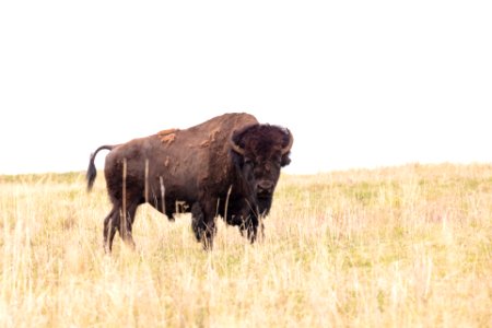 Bull bison in the final stages of spring shedding