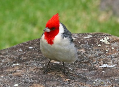 RED-CRESTED CARDINAL (4-23-2018) kokee state park, kauai co, hawaii  (1)