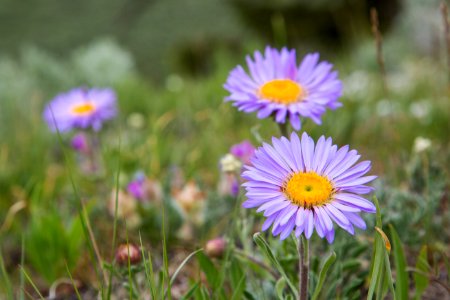 Long-leaf fleabane (Erigeron corymbosus), Mammoth Hot Springs