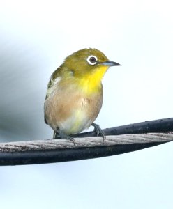 JAPANESE WHITE-EYE (-7-2017) hilo, hawai'i co, hawaii (5)