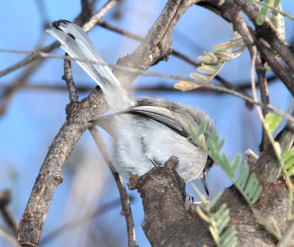 GNATCATCHER, BLACK-CAPPED (2-4-12) bird 1, patagonia lake , scc, az -02