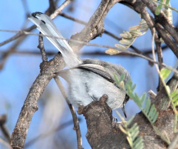GNATCATCHER, BLACK-CAPPED (2-4-12) bird 1, patagonia lake , scc, az -02